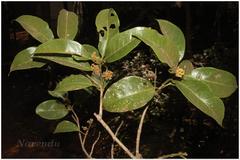 Beilschmiedia dalzellii